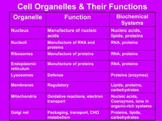 Cell Organelles & Their Functions
 Organelle               Function                 Biochemical
                                                    Systems
Nucleus        Manufacture of nucleic          Nucleic acids,
               acids                           lipids, proteins
Nucleoli       Manufacture of RNA and          RNA, proteins
               proteins
Ribosomes      Manufacture of proteins         RNA, proteins

Endoplasmic    Manufacture of proteins         RNA, proteins
reticulum
Lysosomes      Defense                         Proteins (enzymes)

Membranes      Regulatory                      Lipids, proteins,
                                               carbohydrates
Mitochondria   Oxidative reactions, electron   Nucleic acids,
               transport                       Coenzymes, ions in
                                               organic-rich systems
Golgi net      Packaging, transport, CHO       Proteins, lipids,
               metabolism                      carbohydrates
 