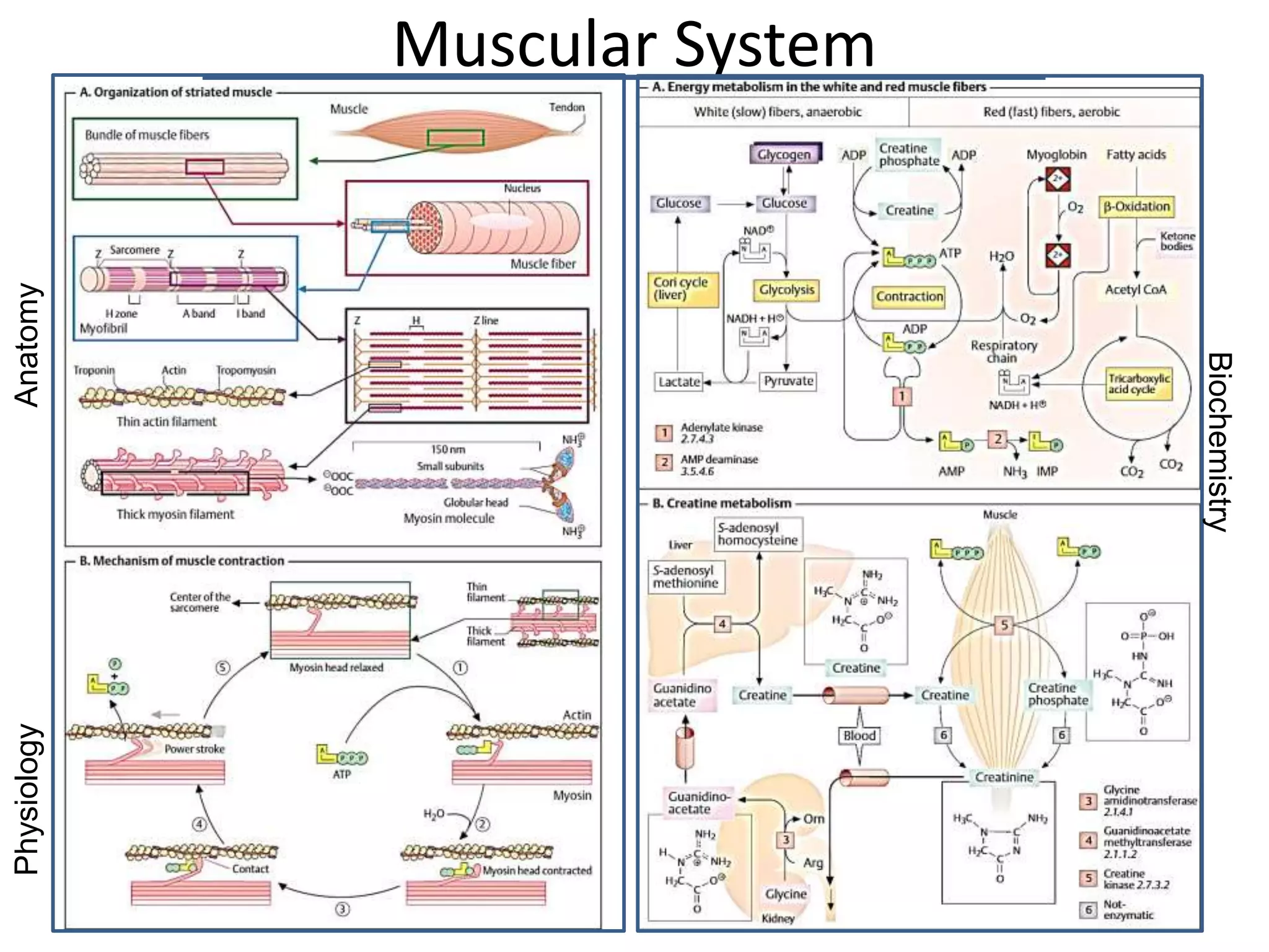 Biochem Example Biochemistry lecture 28 intermediary metabolism, diseases with case ...