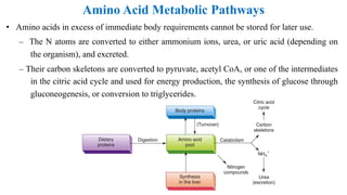 Biochemistry lecture notes amino acids metabolism | PDF