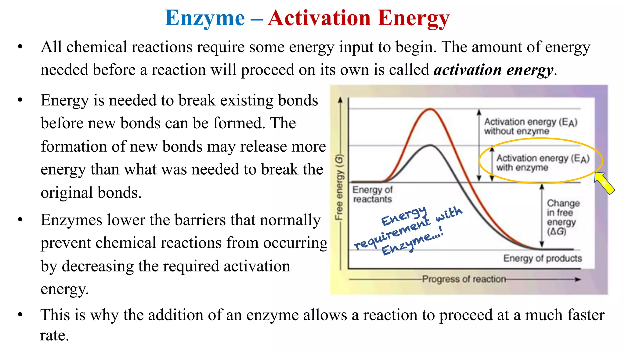 Enzyme – Activation Energy
• All chemical reactions require some energy input to begin. The amount of energy
needed before a reaction will proceed on its own is called activation energy.
• Energy is needed to break existing bonds
before new bonds can be formed. The
formation of new bonds may release more
energy than what was needed to break the
original bonds.
• Enzymes lower the barriers that normally
prevent chemical reactions from occurring
by decreasing the required activation
energy.
x
Energy
requirement with
Enzyme...!
• This is why the addition of an enzyme allows a reaction to proceed at a much faster
rate.
 