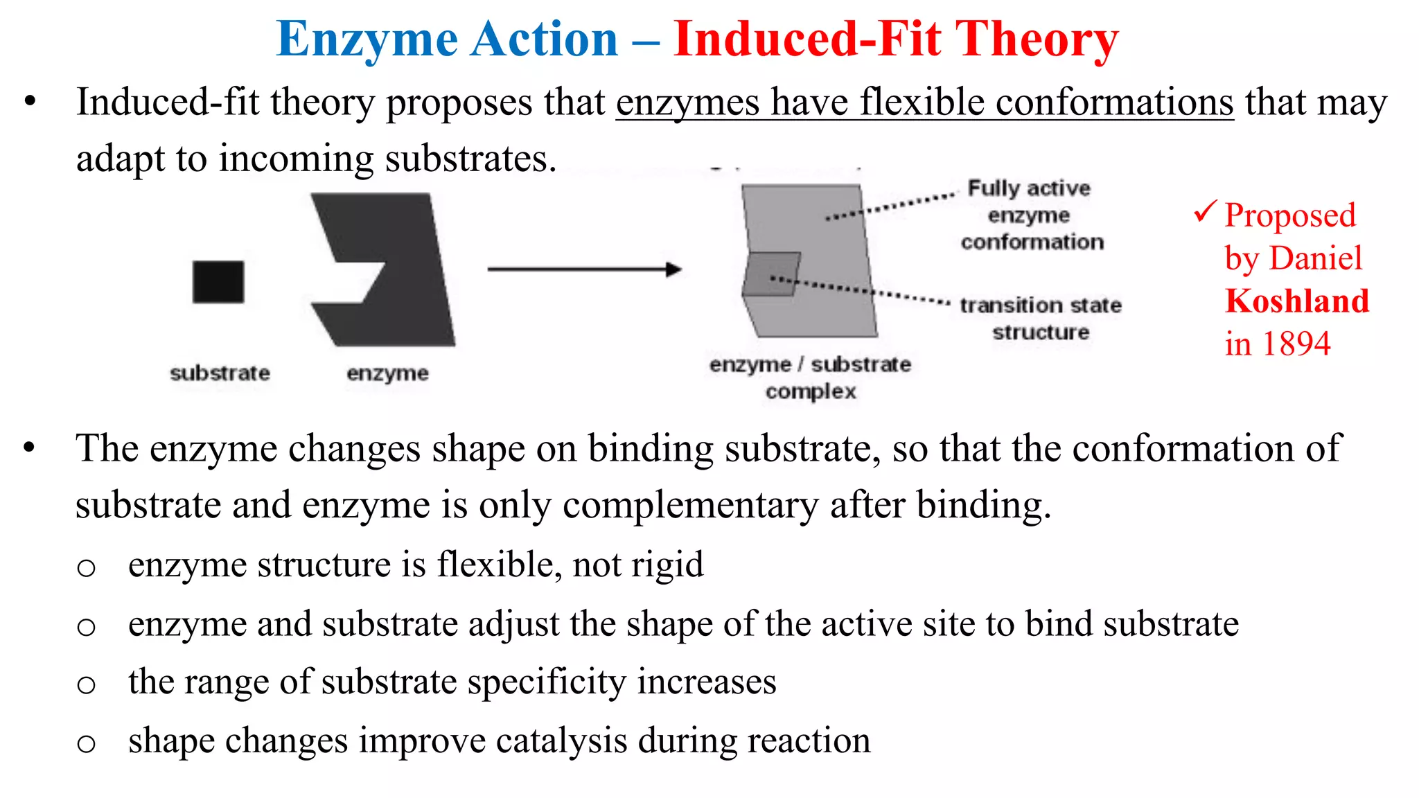 Enzyme Action – Induced-Fit Theory
• Induced-fit theory proposes that enzymes have flexible conformations that may
adapt to incoming substrates.
ü Proposed
by Daniel
Koshland
in 1894
• The enzyme changes shape on binding substrate, so that the conformation of
substrate and enzyme is only complementary after binding.
o enzyme structure is flexible, not rigid
o enzyme and substrate adjust the shape of the active site to bind substrate
o the range of substrate specificity increases
o shape changes improve catalysis during reaction
 