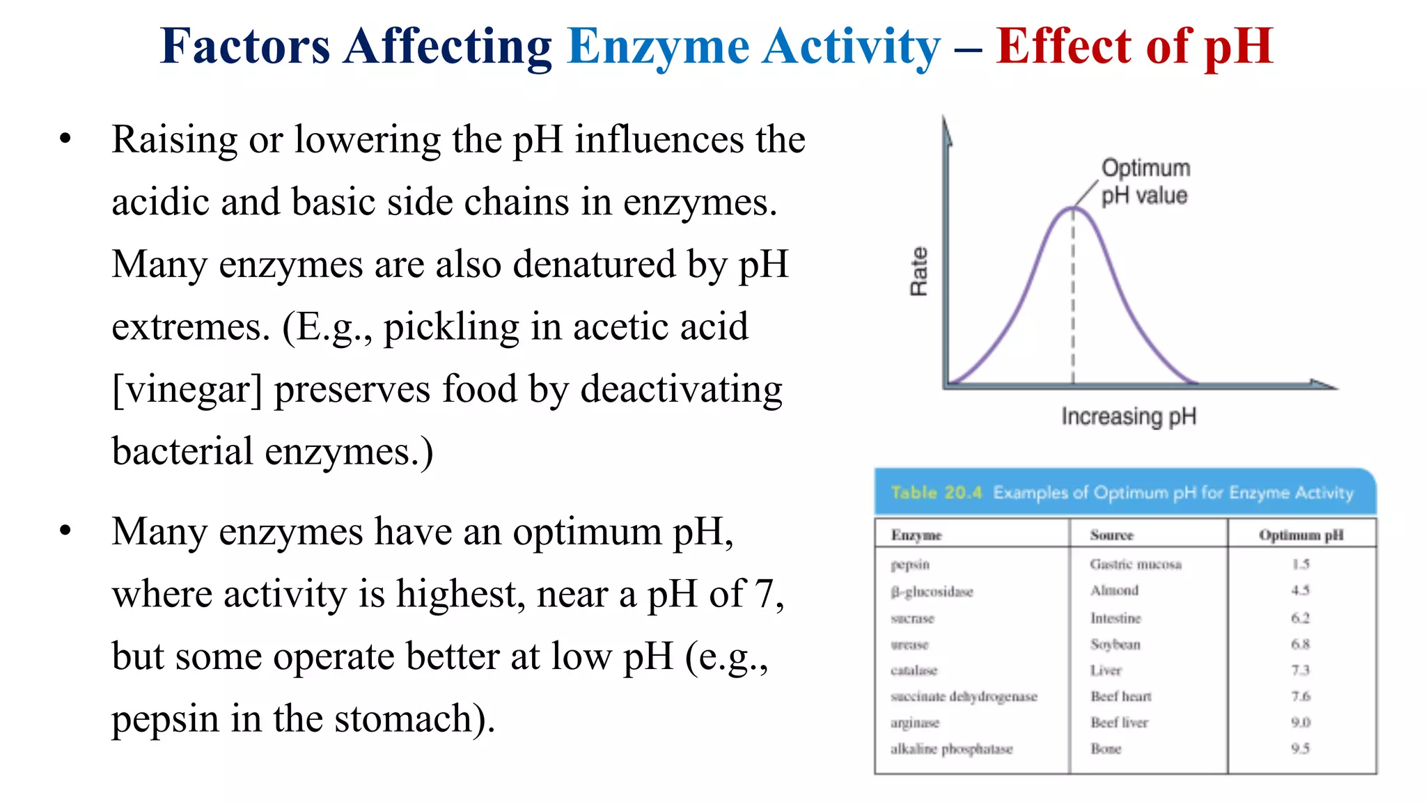Factors Affecting Enzyme Activity – Effect of pH
• Raising or lowering the pH influences the
acidic and basic side chains in enzymes.
Many enzymes are also denatured by pH
extremes. (E.g., pickling in acetic acid
[vinegar] preserves food by deactivating
bacterial enzymes.)
• Many enzymes have an optimum pH,
where activity is highest, near a pH of 7,
but some operate better at low pH (e.g.,
pepsin in the stomach).
 