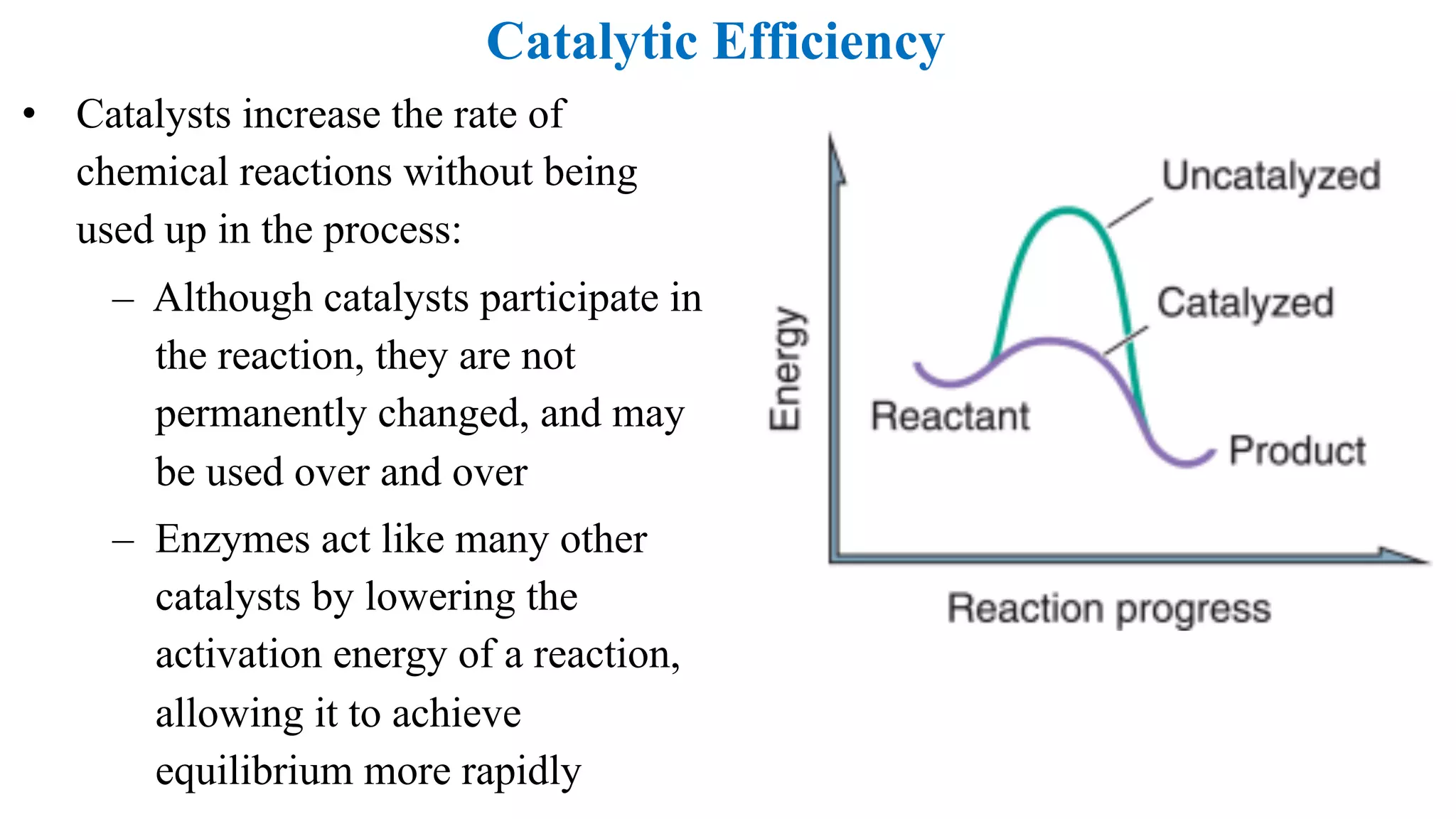Catalytic Efficiency
• Catalysts increase the rate of
chemical reactions without being
used up in the process:
– Although catalysts participate in
the reaction, they are not
permanently changed, and may
be used over and over
– Enzymes act like many other
catalysts by lowering the
activation energy of a reaction,
allowing it to achieve
equilibrium more rapidly
 