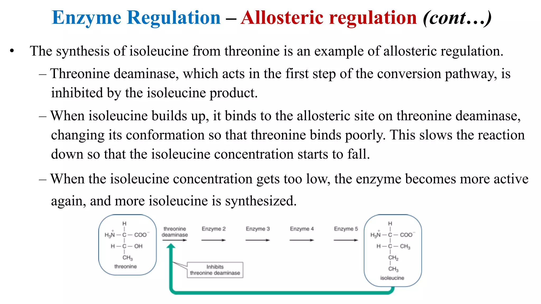 Enzyme Regulation – Allosteric regulation (cont…)
• The synthesis of isoleucine from threonine is an example of allosteric regulation.
– Threonine deaminase, which acts in the first step of the conversion pathway, is
inhibited by the isoleucine product.
– When isoleucine builds up, it binds to the allosteric site on threonine deaminase,
changing its conformation so that threonine binds poorly. This slows the reaction
down so that the isoleucine concentration starts to fall.
– When the isoleucine concentration gets too low, the enzyme becomes more active
again, and more isoleucine is synthesized.
 