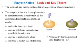Biochemistry lecture notes enzymes | PDF