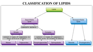 Biochemistry lecture notes lipids | PDF