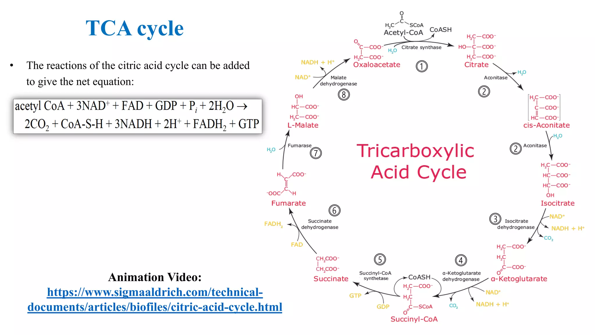 TCA cycle
Animation Video:
https://www.sigmaaldrich.com/technical-
documents/articles/biofiles/citric-acid-cycle.html
⓵
⓶
⓶
⓷
⓸⓹
⓺
⓻
⓼
• The reactions of the citric acid cycle can be added
to give the net equation:
 