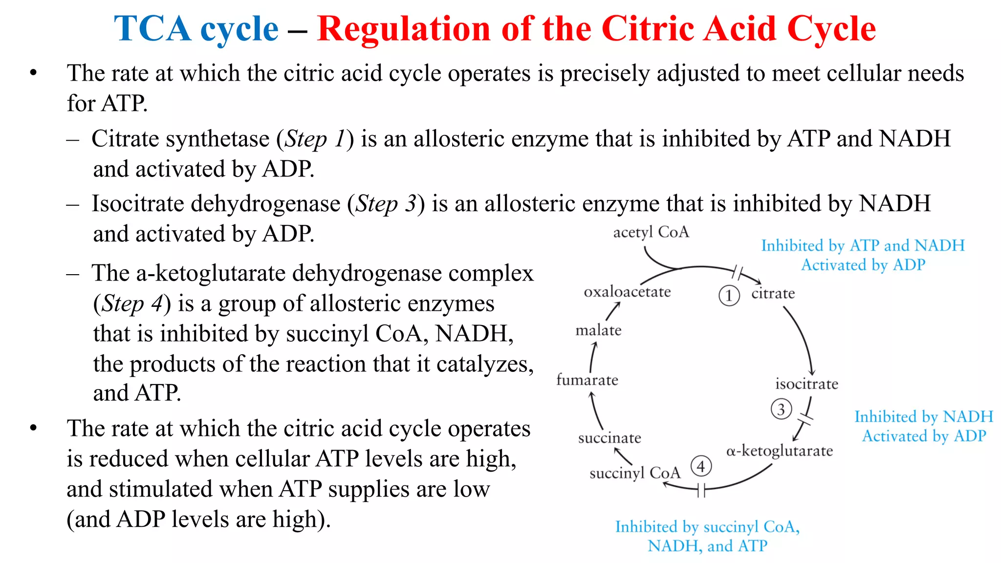 TCA cycle – Regulation of the Citric Acid Cycle
• The rate at which the citric acid cycle operates is precisely adjusted to meet cellular needs
for ATP.
– Citrate synthetase (Step 1) is an allosteric enzyme that is inhibited by ATP and NADH
and activated by ADP.
– Isocitrate dehydrogenase (Step 3) is an allosteric enzyme that is inhibited by NADH
and activated by ADP.
– The a-ketoglutarate dehydrogenase complex
(Step 4) is a group of allosteric enzymes
that is inhibited by succinyl CoA, NADH,
the products of the reaction that it catalyzes,
and ATP.
• The rate at which the citric acid cycle operates
is reduced when cellular ATP levels are high,
and stimulated when ATP supplies are low
(and ADP levels are high).
 