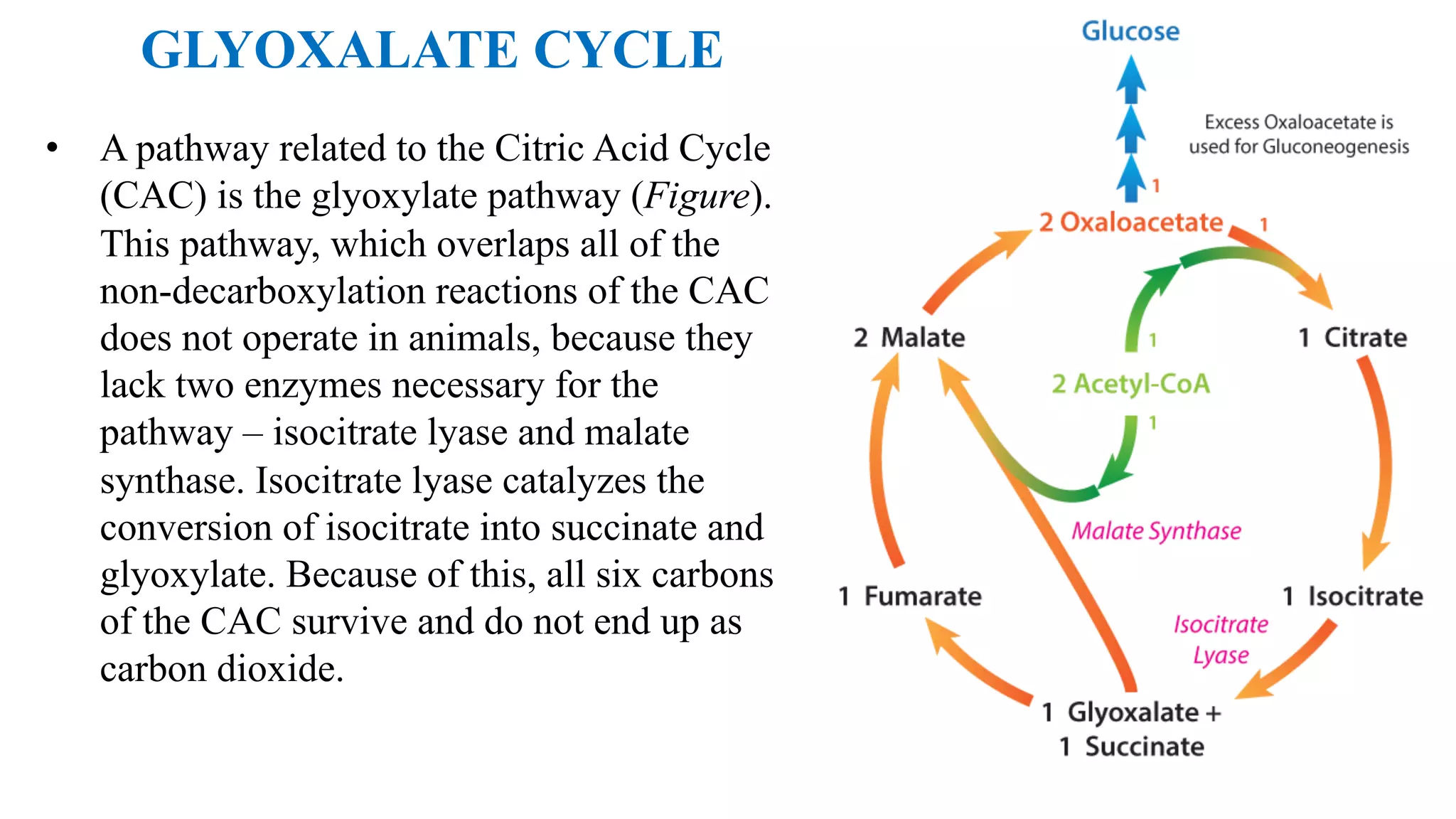 GLYOXALATE CYCLE
• A pathway related to the Citric Acid Cycle
(CAC) is the glyoxylate pathway (Figure).
This pathway, which overlaps all of the
non-decarboxylation reactions of the CAC
does not operate in animals, because they
lack two enzymes necessary for the
pathway – isocitrate lyase and malate
synthase. Isocitrate lyase catalyzes the
conversion of isocitrate into succinate and
glyoxylate. Because of this, all six carbons
of the CAC survive and do not end up as
carbon dioxide.
 