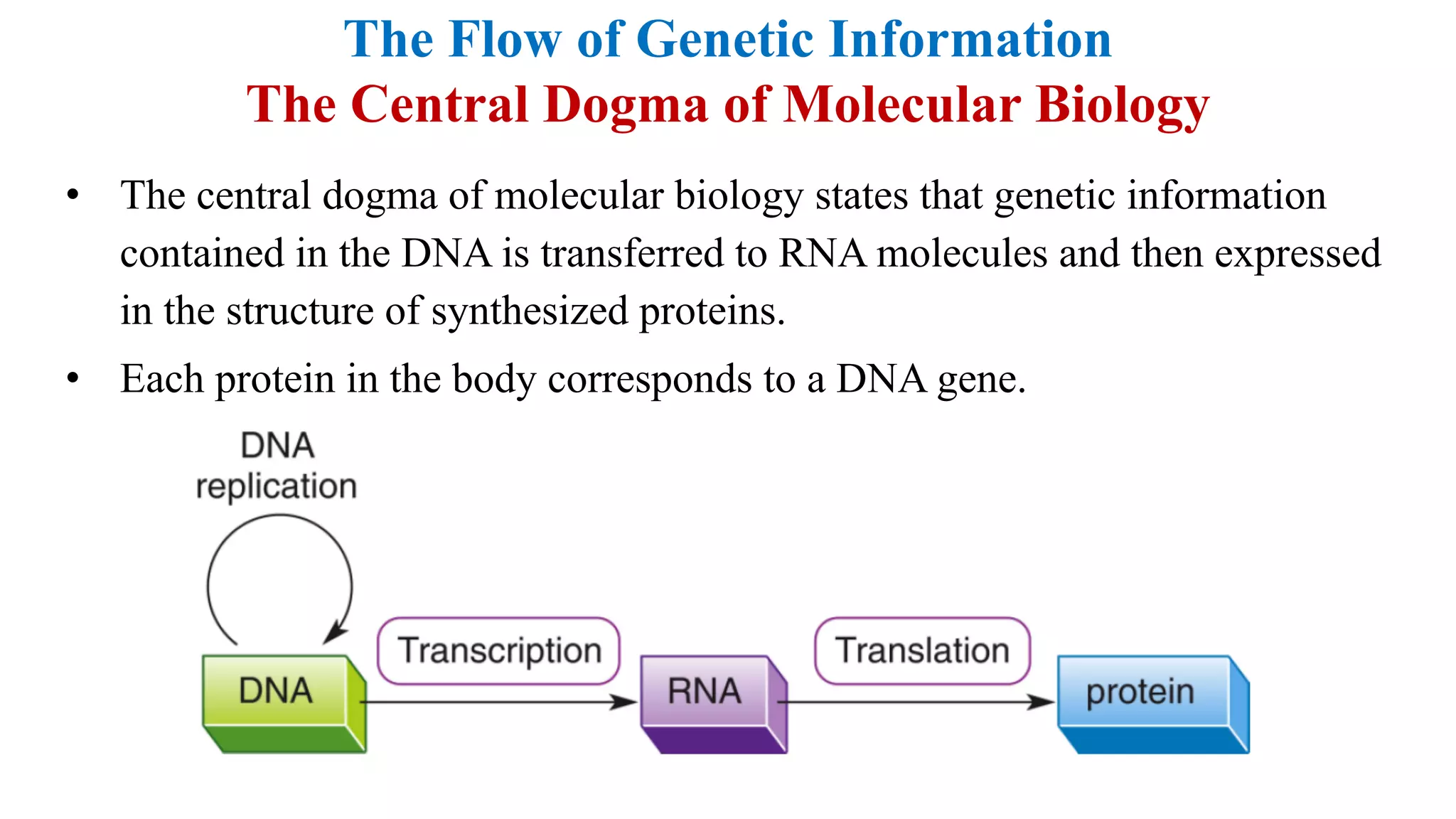 Biochemistry lecture notes nucleic acids | PDF