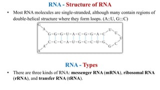 Biochemistry lecture notes nucleic acids | PDF