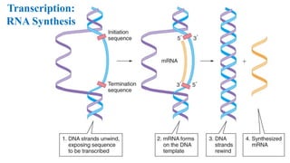 Rna Parallel Syntes Biochemistry lecture notes nucleic acids | PDF