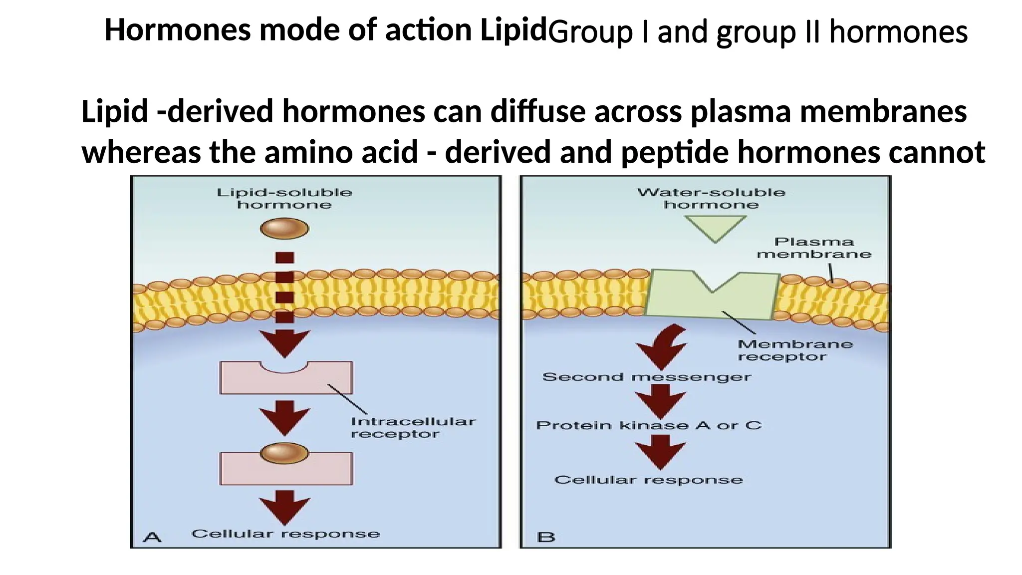 Group I and group II hormones
Hormones mode of action Lipid
Lipid -derived hormones can diffuse across plasma membranes
whereas the amino acid - derived and peptide hormones cannot
 