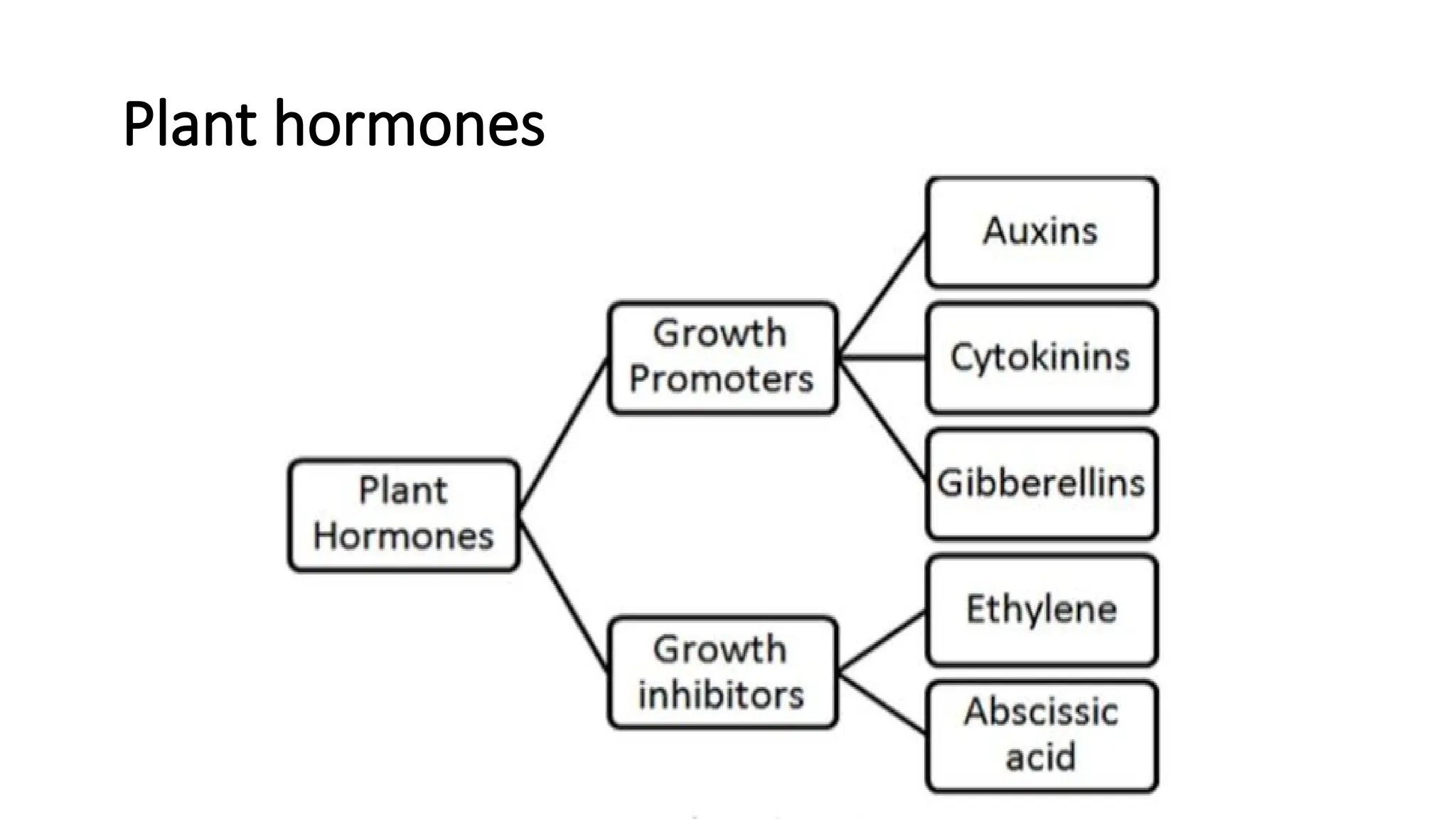 Plant hormones
 