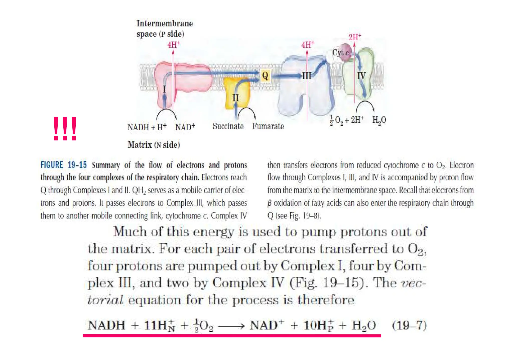 bIOCHEMISTRY electron transport chain energy pathway | PDF