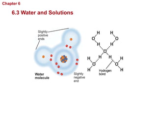 Chapter 6   Chemistry in Biology

    6.3 Water and Solutions
 