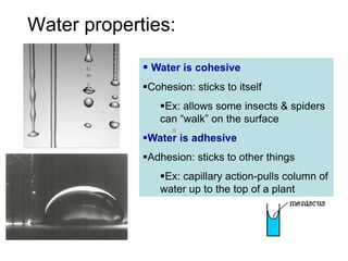 Water properties:

              Water is cohesive
             Cohesion: sticks to itself
                Ex: allows some insects & spiders
                can “walk” on the surface
             Water is adhesive
             Adhesion: sticks to other things
                Ex: capillary action-pulls column of
                water up to the top of a plant
 
