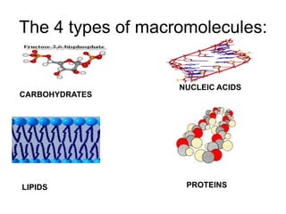The 4 types of macromolecules:


                   NUCLEIC ACIDS
CARBOHYDRATES




LIPIDS              PROTEINS
 