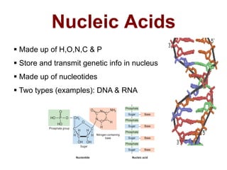 Nucleic Acids
 Made up of H,O,N,C & P
 Store and transmit genetic info in nucleus
 Made up of nucleotides
 Two types (examples): DNA & RNA
 