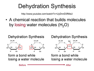 Dehydration Synthesis
         http://www.youtube.com/watch?v=UyDnnD3fMaU

• A chemical reaction that builds molecules
  by losing water molecules (H2O)




       Before                                After
 