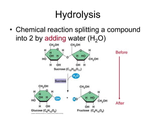 Hydrolysis
• Chemical reaction splitting a compound
  into 2 by adding water (H2O)
                                Before




                                After
 