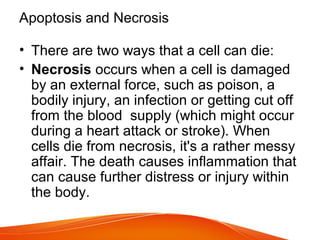 Apoptosis and Necrosis
• There are two ways that a cell can die:
• Necrosis occurs when a cell is damaged
by an external force, such as poison, a
bodily injury, an infection or getting cut off
from the blood supply (which might occur
during a heart attack or stroke). When
cells die from necrosis, it's a rather messy
affair. The death causes inflammation that
can cause further distress or injury within
the body.
 