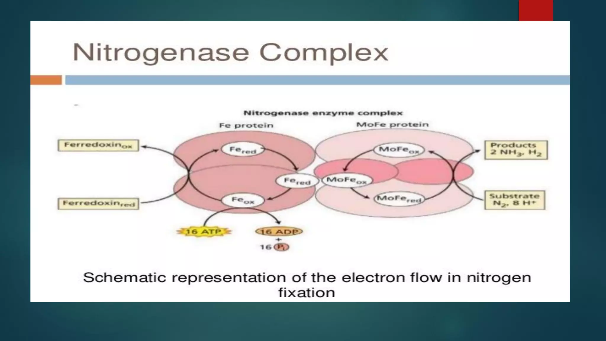 Biochemistry of biological nitrogen fixation | PDF