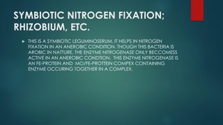 Biochemistry of biological nitrogen fixation | PDF