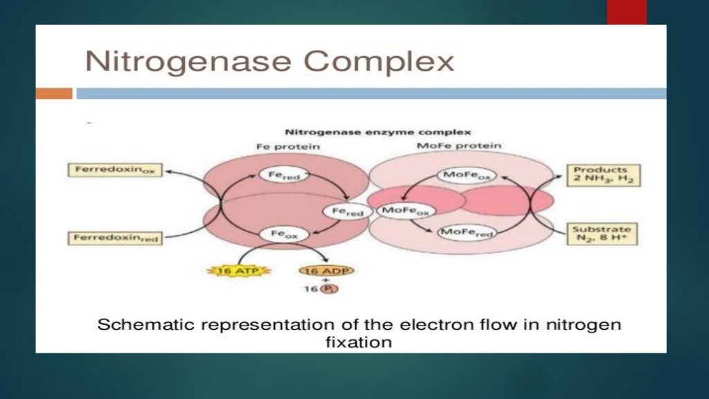 Biochemistry of biological nitrogen fixation