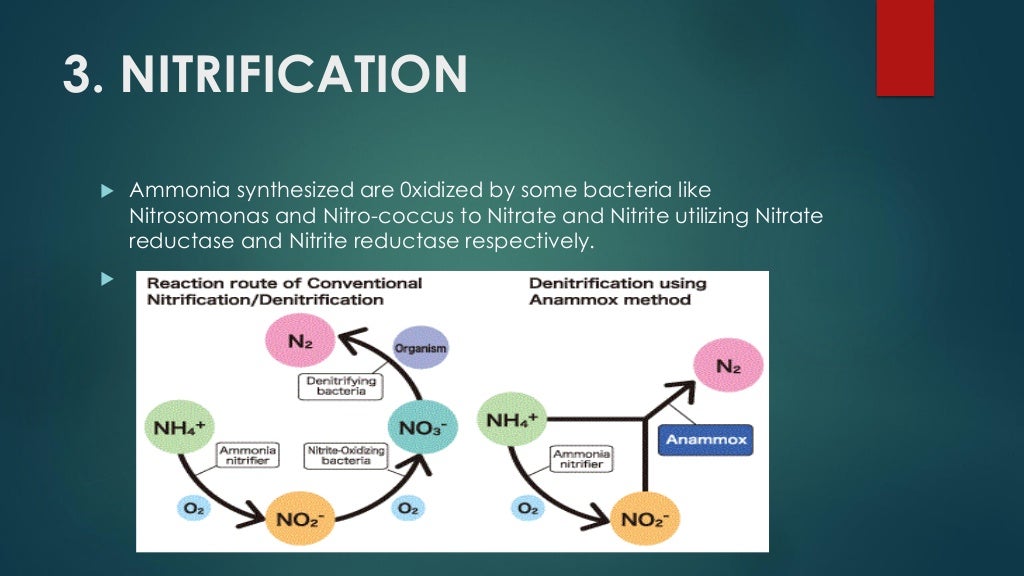 Biochemistry of biological nitrogen fixation