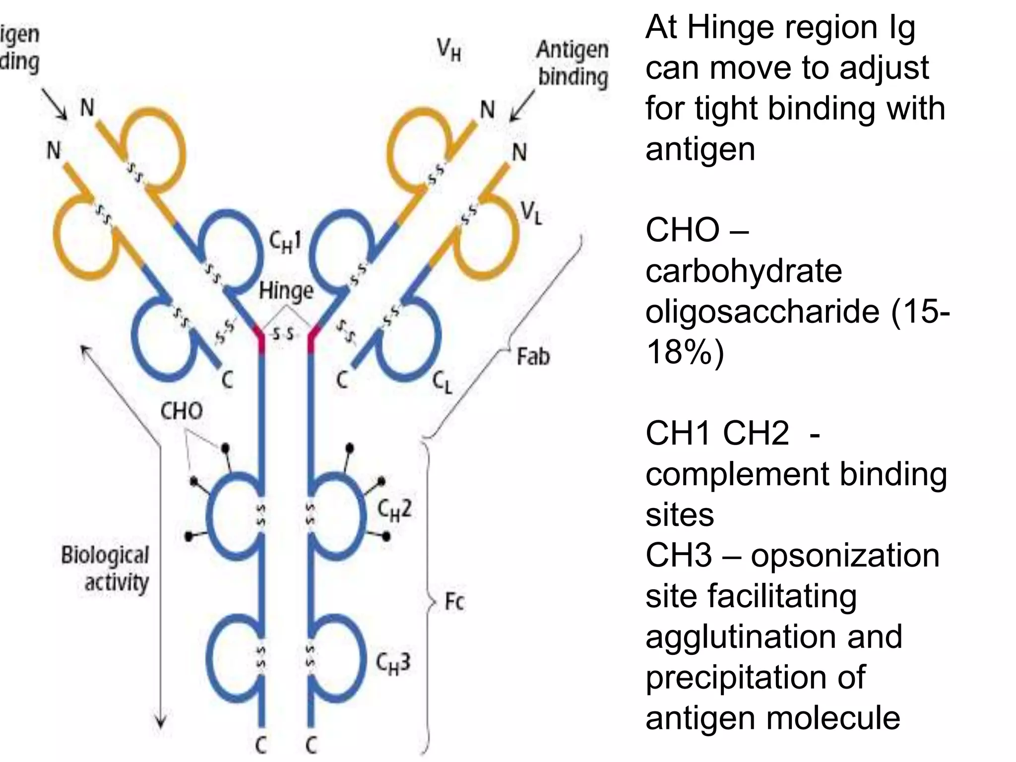 At Hinge region Ig
can move to adjust
for tight binding with
antigen
CHO –
carbohydrate
oligosaccharide (15-
18%)
CH1 CH2 -
complement binding
sites
CH3 – opsonization
site facilitating
agglutination and
precipitation of
antigen molecule
 