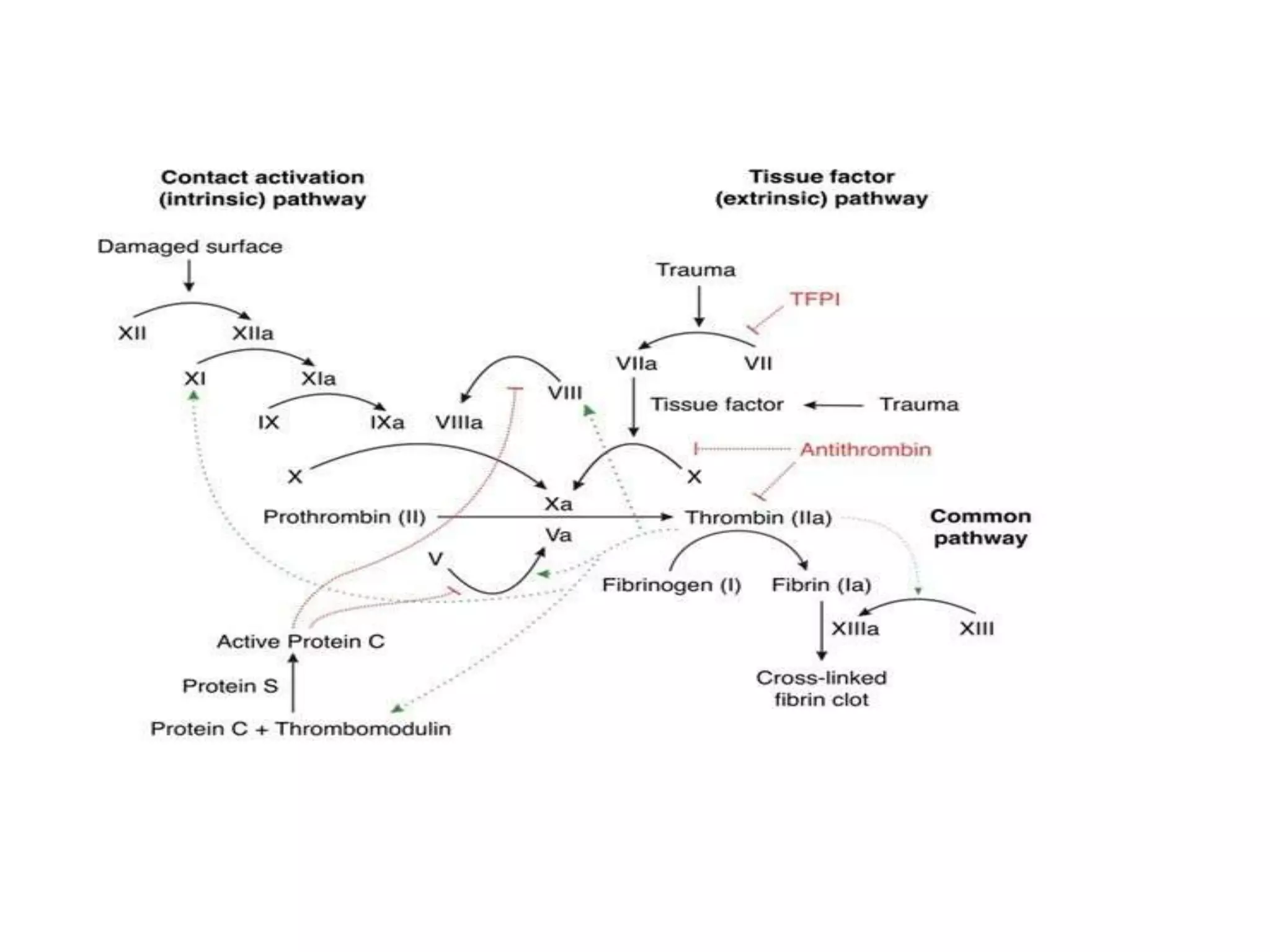 Biochemistry of blood.ppt