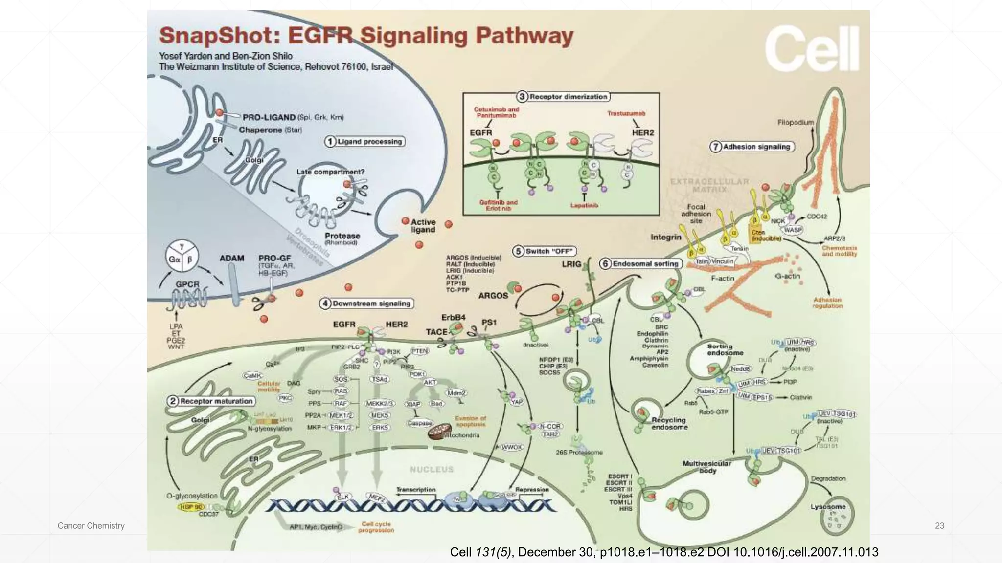 Biochemistry of cancer 101 | PPTX