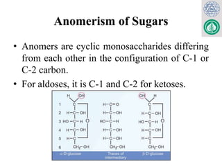 Biochemistry of Carbohydrates for MBBS, BDS, Lab Med 2024.pptx