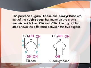 Pentose Ribose Structure Cellular Biochemistry | PPTX