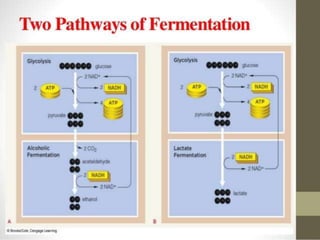 Biochemistry of fermented foods | PPTX