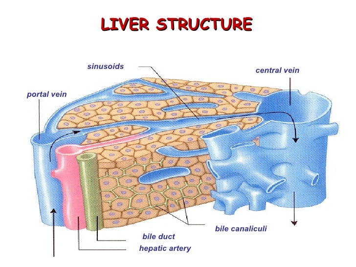 Biochemistry of liver&muscles