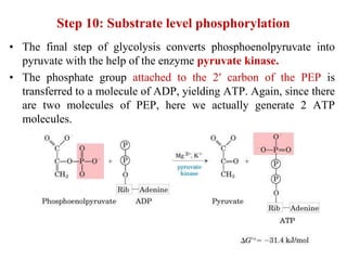 Emp Path Biochemistry of microbes glycolysis or EMP pathway | PPT