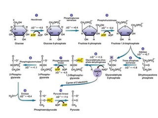 Emp Path Biochemistry of microbes glycolysis or EMP pathway | PPT