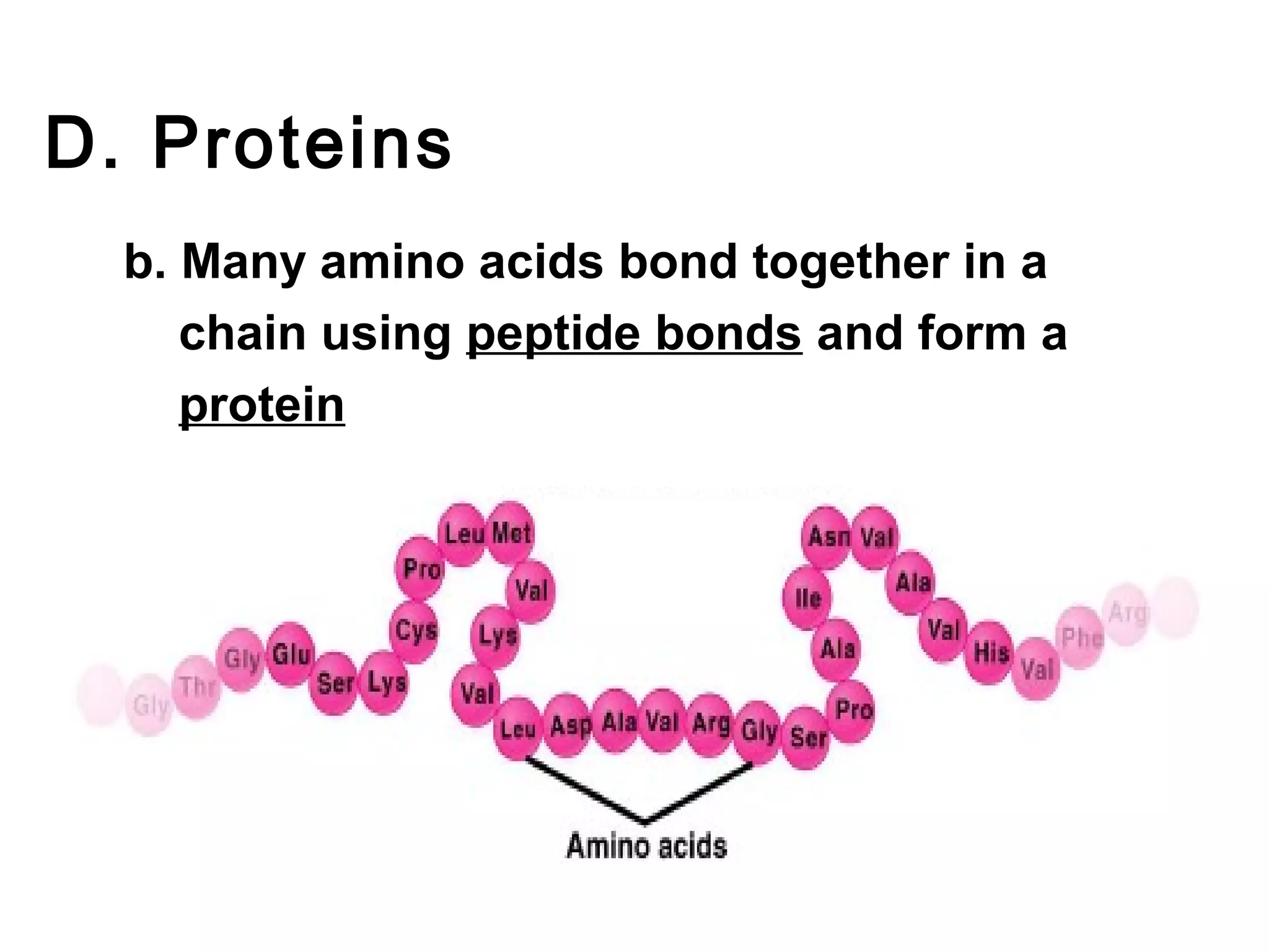 D. Proteins
  b. Many amino acids bond together in a
     chain using peptide bonds and form a
     protein
 