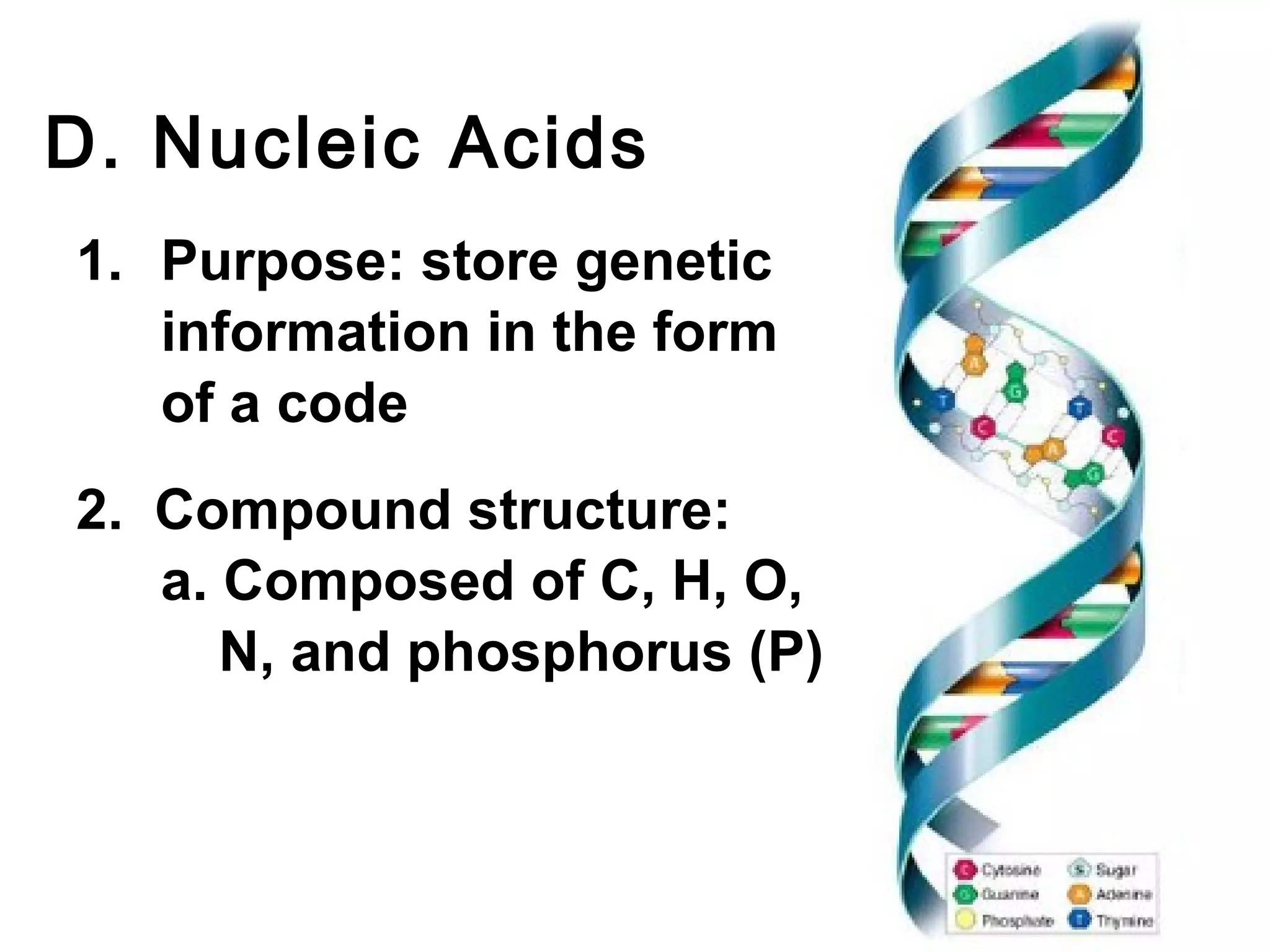 D. Nucleic Acids
1. Purpose: store genetic
   information in the form
   of a code
2. Compound structure:
   a. Composed of C, H, O,
      N, and phosphorus (P)
 