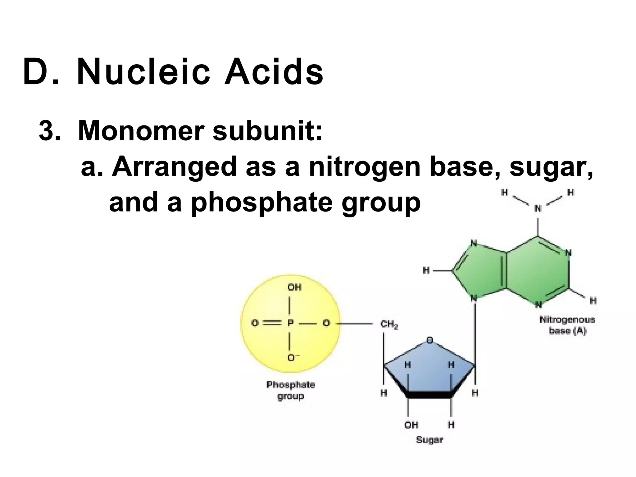 D. Nucleic Acids
3. Monomer subunit:
   a. Arranged as a nitrogen base, sugar,
      and a phosphate group
 