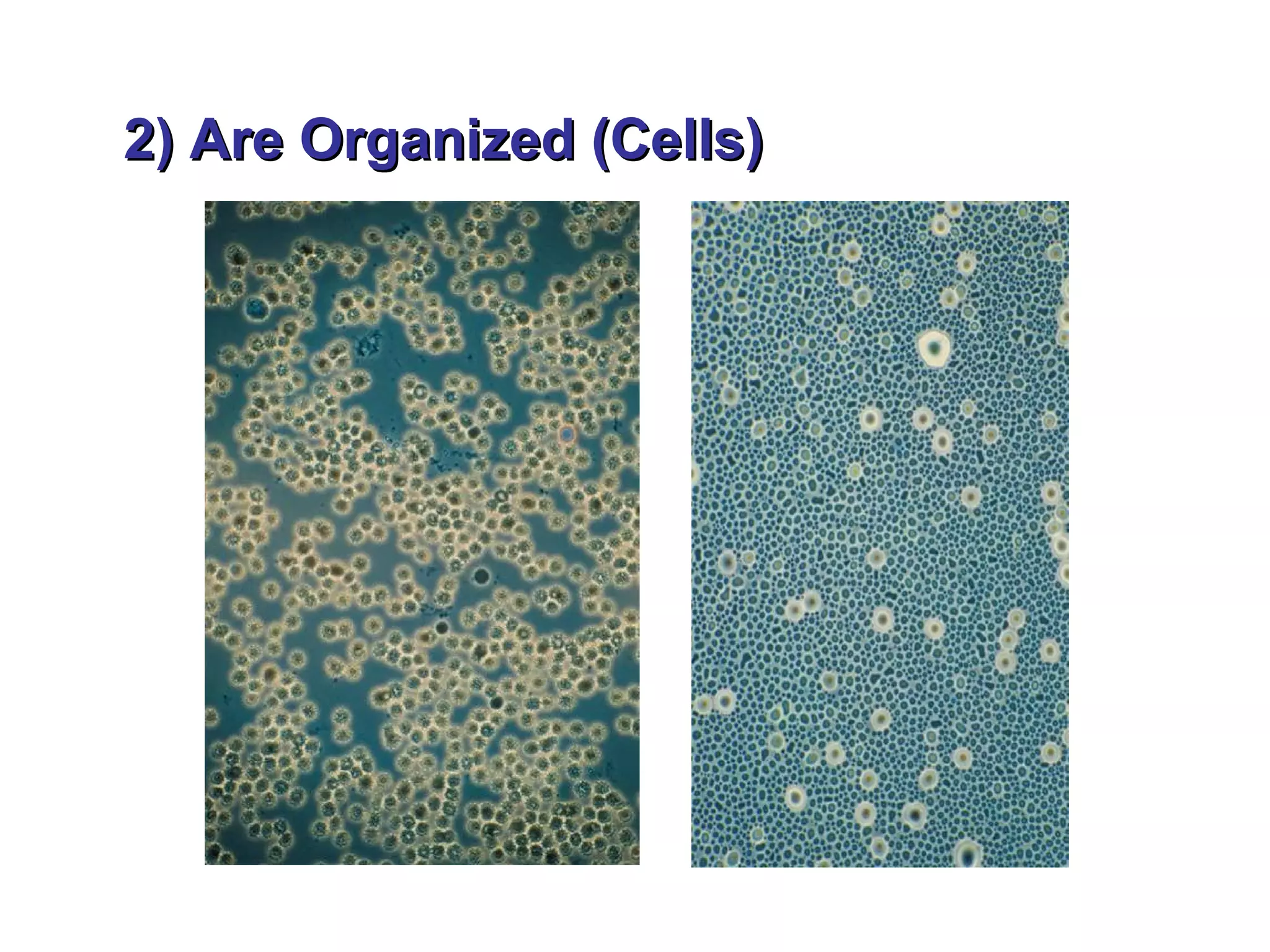2) Are Organized (Cells)
 