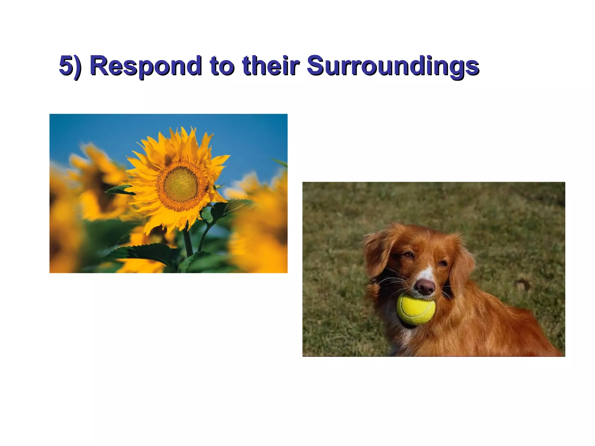 5) Respond to their Surroundings
 