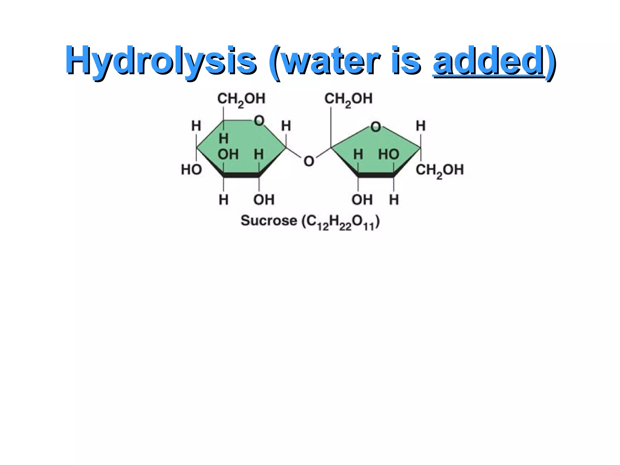 Hydrolysis (water is added)
 