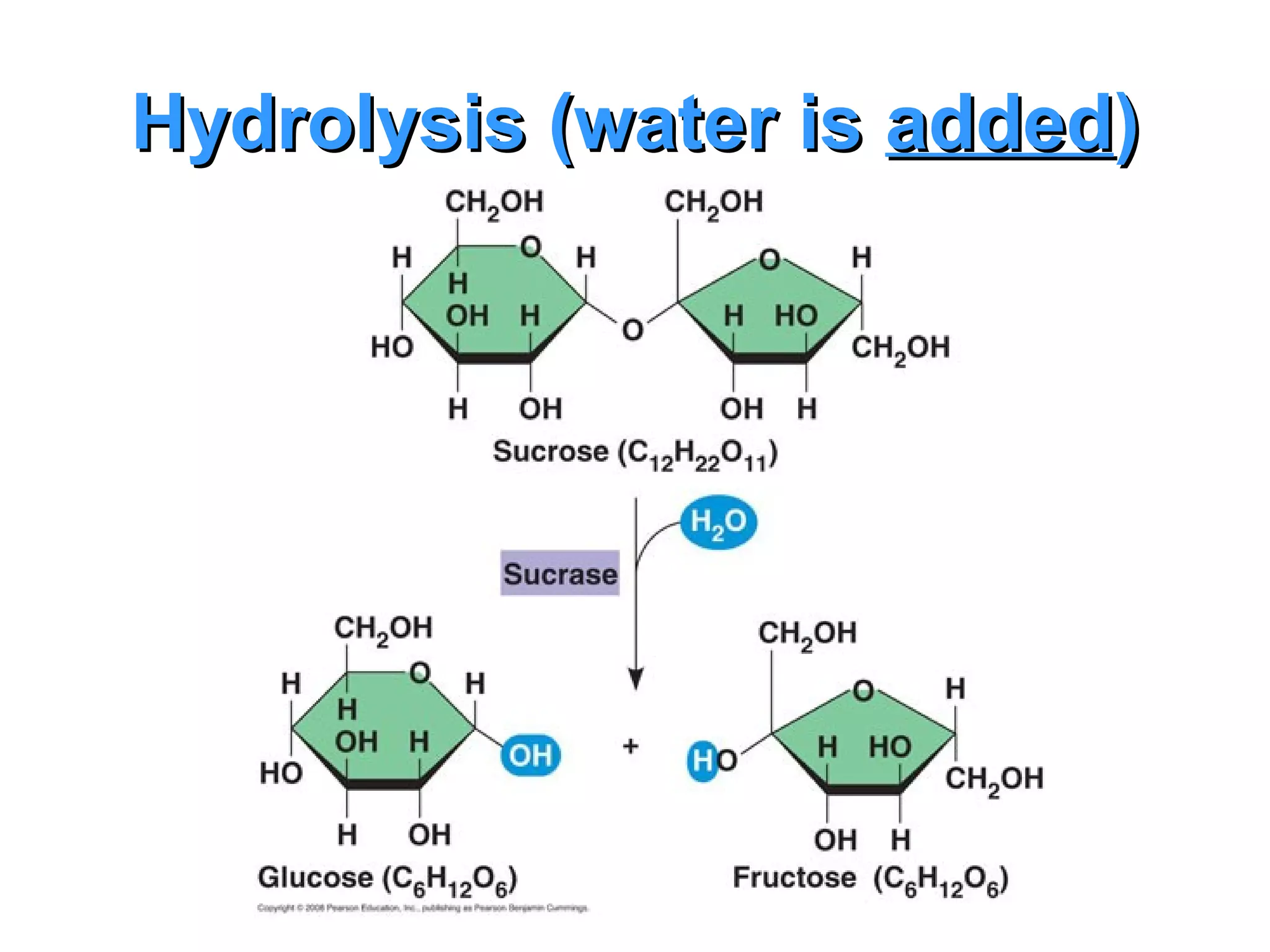 Hydrolysis (water is added)
 