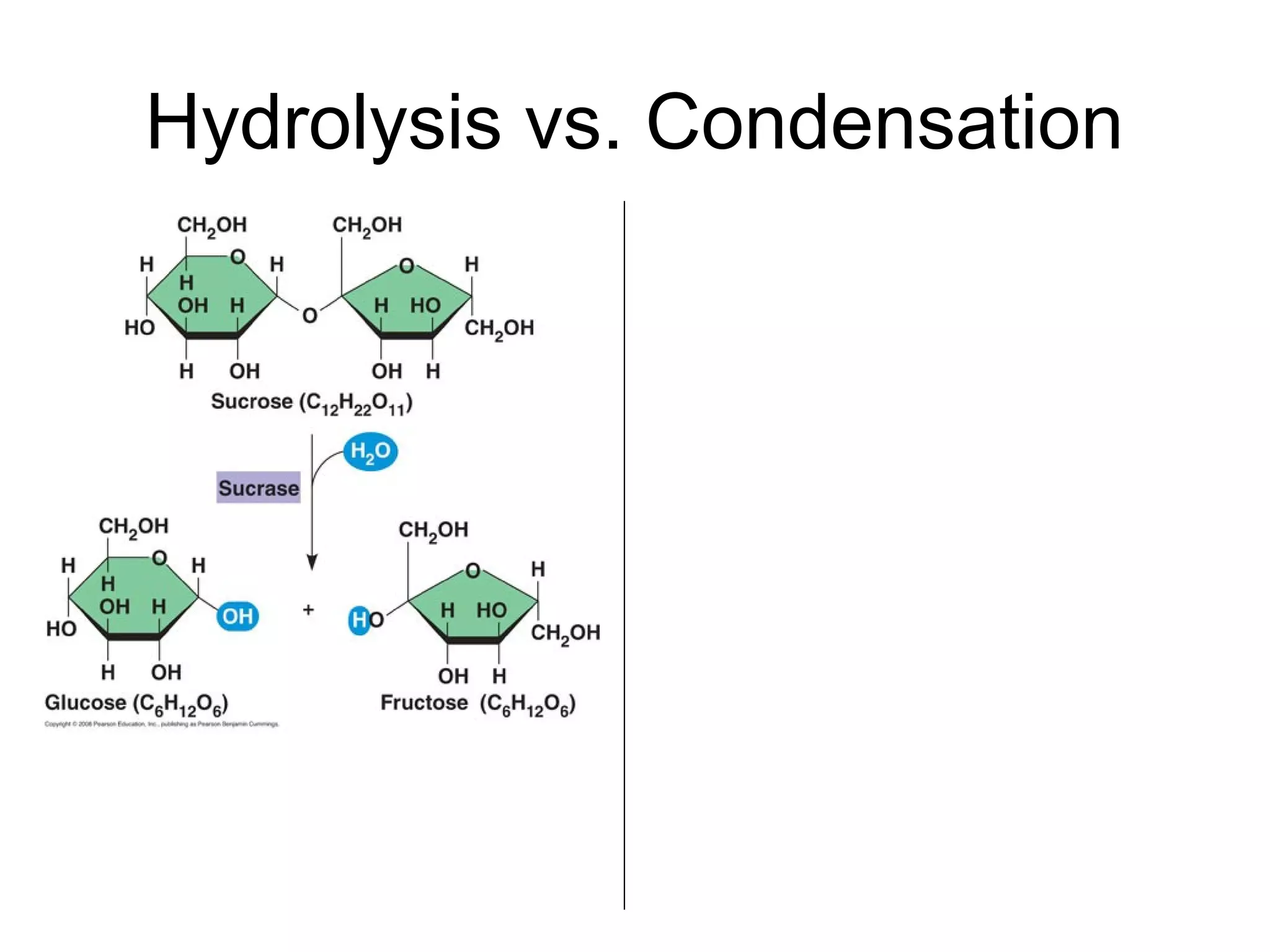 Hydrolysis vs. Condensation
 