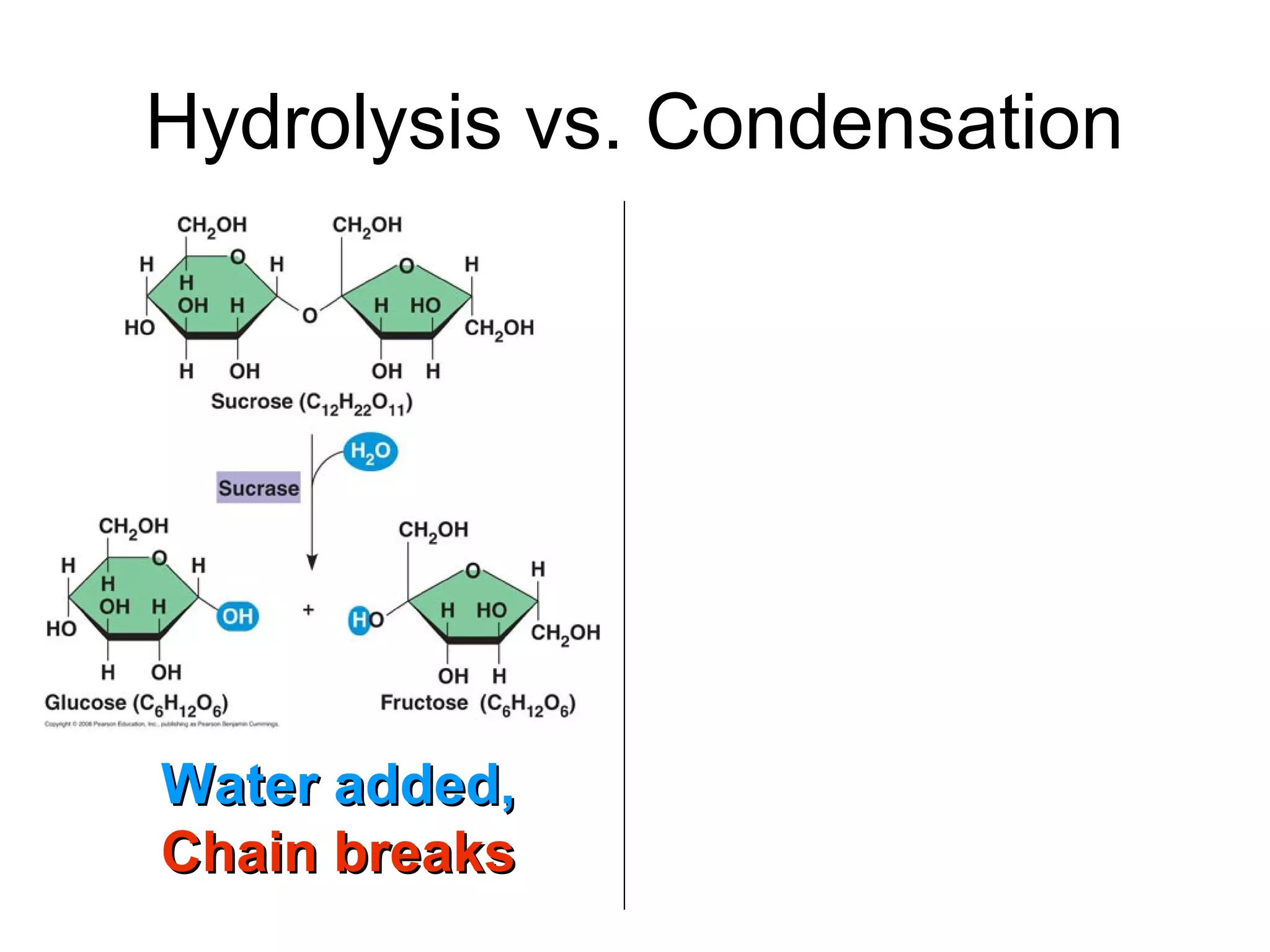 Hydrolysis vs. Condensation




Water added,
Chain breaks
 