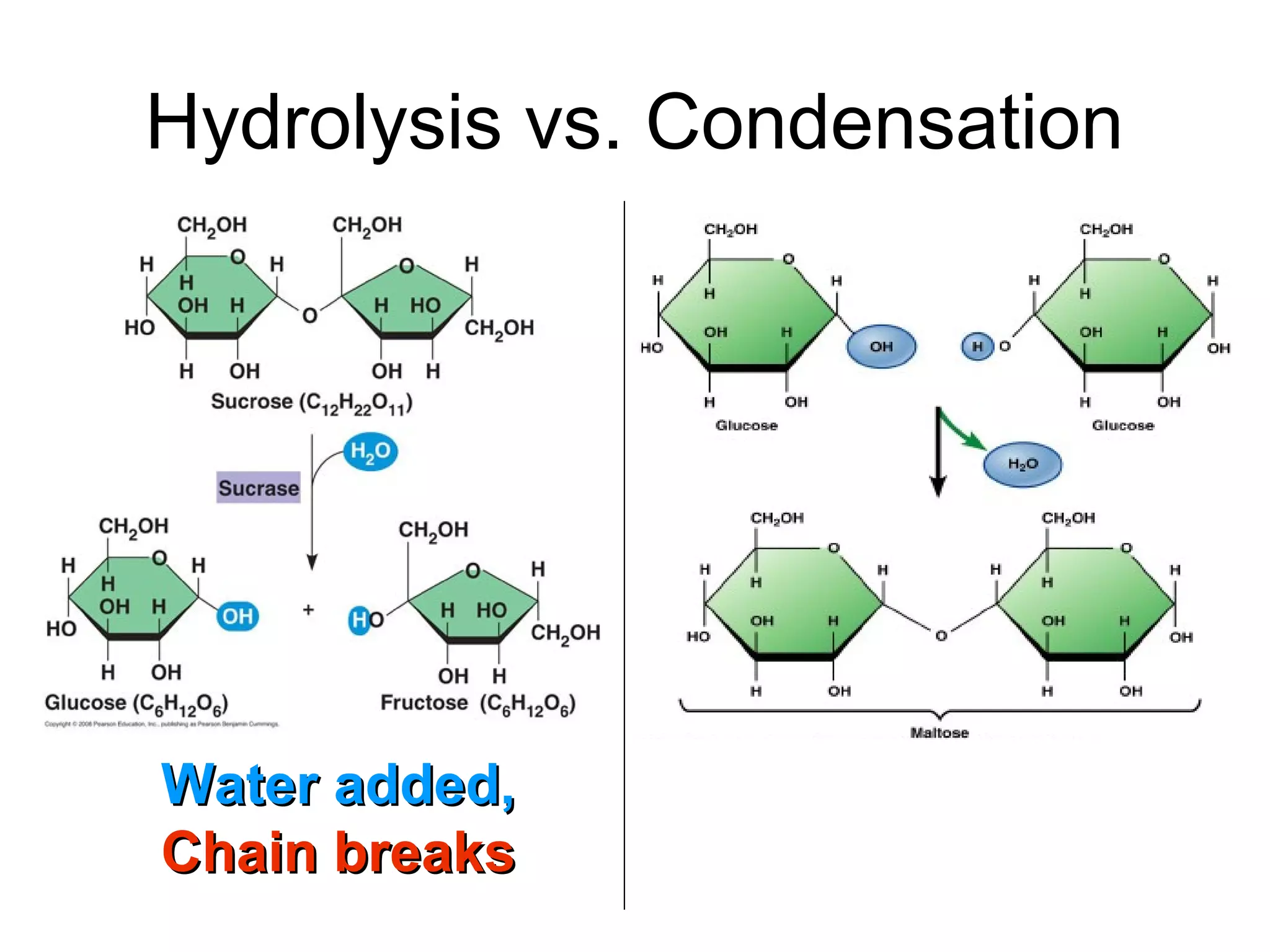 Hydrolysis vs. Condensation




Water added,
Chain breaks
 