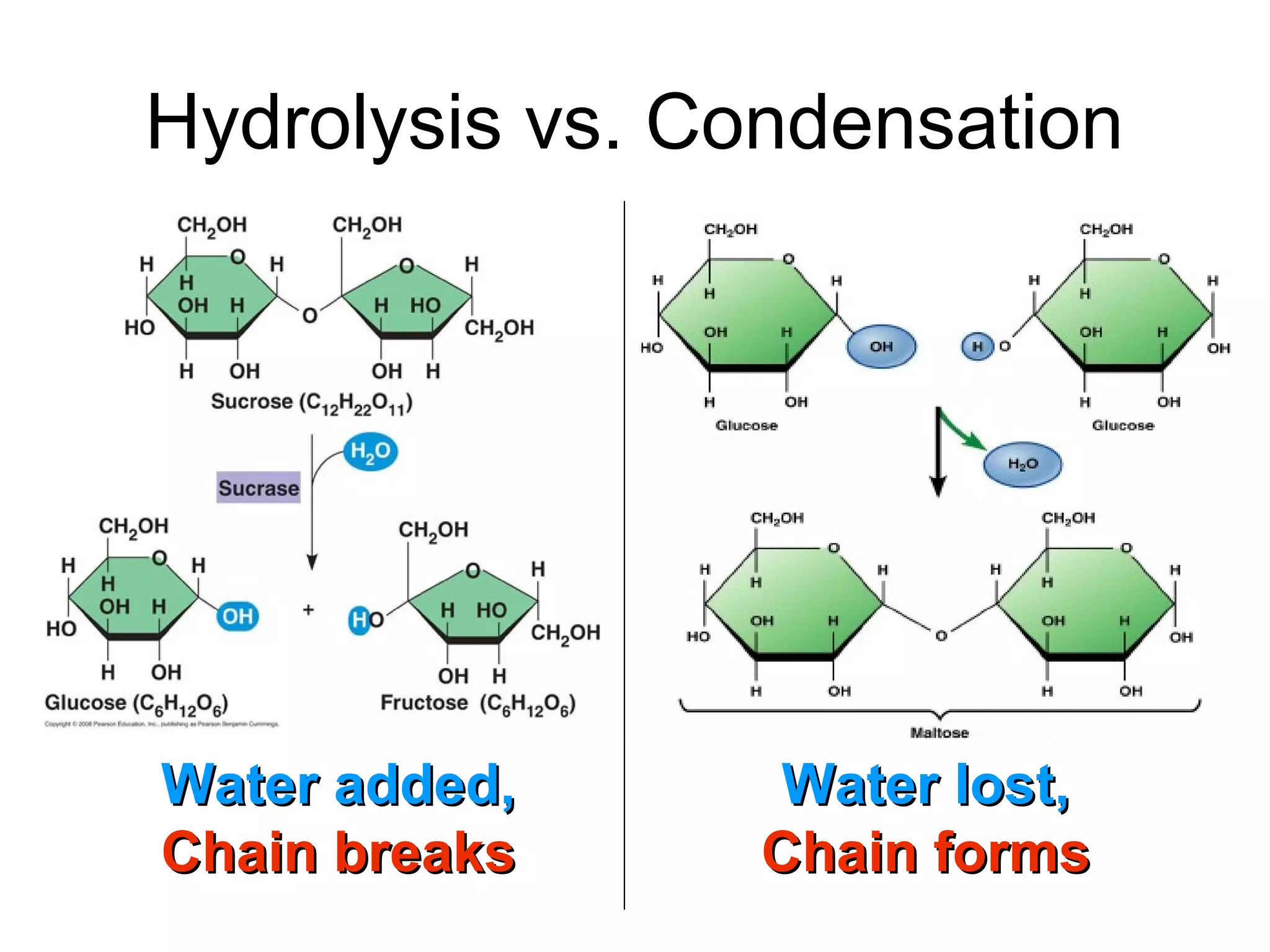 Hydrolysis vs. Condensation




Water added,     Water lost,
Chain breaks    Chain forms
 